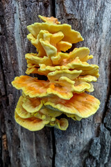 Sulphur polypore Laetiporus sulphureus - edible yellow tinder fungus on an old trunk of an oak tree in the garden, Ukraine