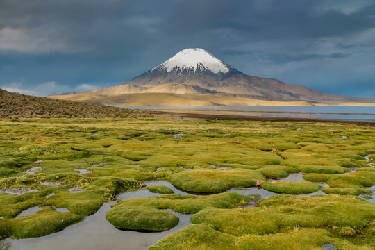 Parinacota volcano in Chile and Bolivia border. Volcanic cone summit beautiful landscape on stormy weather sky with dark clouds. Snowcapped volcano peak in the Andes. Chilean volcano top with snow