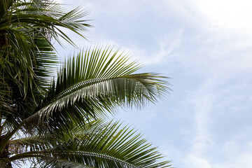 Fototapeta premium palm trees against blue sky