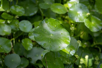 water drops on a leaf