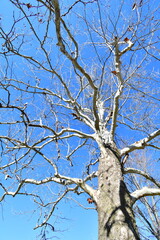 Bare Sycamore Tree