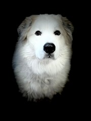 A portrait of a Great Pyrenees dog, with majestic white fur and gentle eyes. The dark background highlights the contrast between the light colored fur.