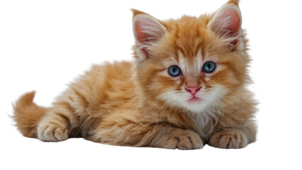 Obraz premium Adorable fluffy white kitten lying down with attentive eyes, perfect for pet-related stock images, online content, and social media posts.