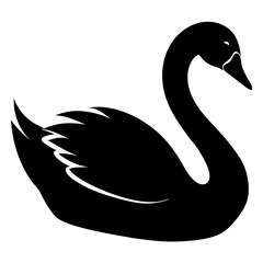 Obraz premium black swan on white background