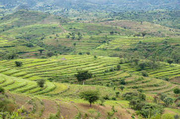 Beautiful terraced farms in the Konso region of Southern Ethiopia
