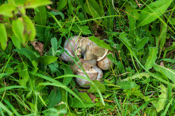 Three Roman Snail Mating in a Meadow