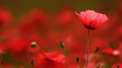 Obraz premium A vibrant poppy stands tall amidst a field of blooming red flower, showcasing nature's beauty.