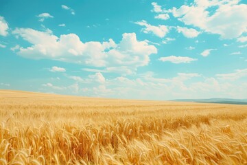 Naklejka premium Golden Wheat Field Under Bright Blue Sky with Scattered Clouds