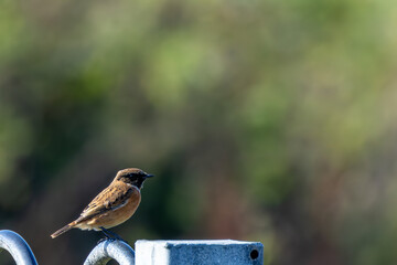 Stonechat (Saxicola rubicola), Found in Open Grasslands and Coastal Areas Across Europe