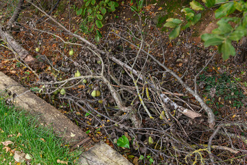 An old pear tree branch with pears on its twigs, now dry but still green, lying on the ground at the edge of the orchard, surrounded by dry leaves and grass