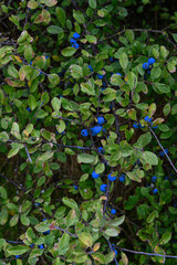 A shrub of blue sloes, with the blue berries visible among the foliage. Some leaves are beginning...