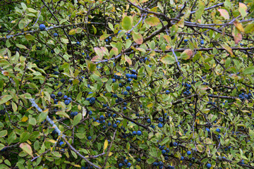 A shrub of blue sloes, with the blue berries visible among the foliage. Some leaves are beginning...