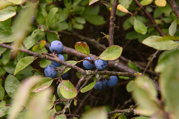 Close-up of wild sloe berries, blue and vibrant, on a shrub. The berries are visible among the foliage, with some leaves beginning to wilt as early autumn sets in