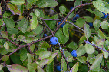 Close-up of wild sloe berries, blue and vibrant, on a shrub. The berries are visible among the...