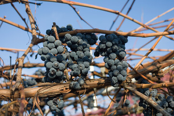 Dried grapes hanging on a vine against a bright blue sky.  Autumn harvest in a vineyard.