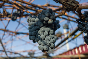 Ripe, dark grapes hanging on a vine, ready for harvest.  A close-up view showcasing the rich, dark color and texture of the fruit.