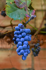 Close-up of a bunch of blue grapes on the vine, with a blurred brick wall in the background. Ready for harvest and to make fine wine