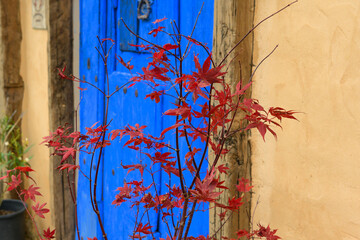A small red maple tree in autumn, with half of its leaves fallen. In the blurred background, a...