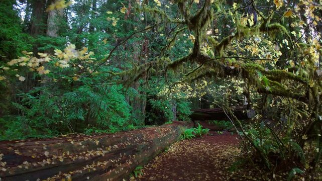 Autumn Forest Walk Through Redwood National Park