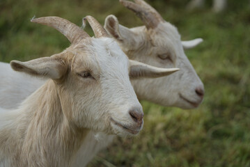 Two goats standing head to head in a meadow