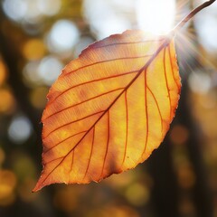 Obraz premium Close-up of autumn leaf with sunlight and natural bokeh background
