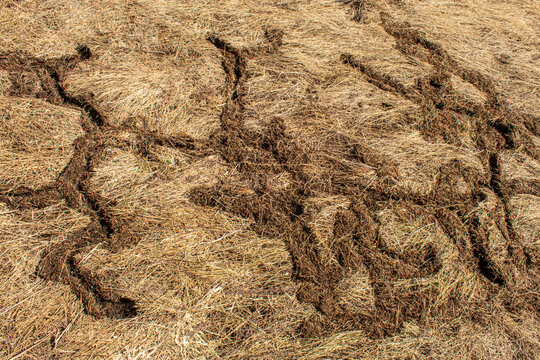 Winter vole tunnels in grass.
