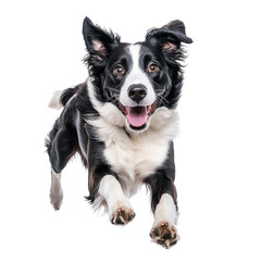 Energetic black and white border collie dog jumping with joy and excitement isolated on transparent background