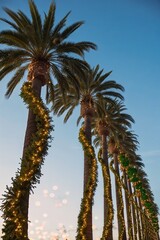 Fototapeta premium palm trees against sky