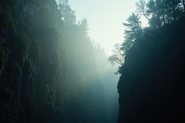 Misty Forest Canyon in Early Morning Light with Tall Trees and Faint Sunbeams Piercing through the Fog in a Serene Natural Landscape