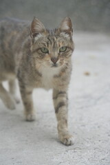 Obraz premium European cat A breed of short-haired domestic cats that was created by European breeders and cat lovers in the mid-20th century.