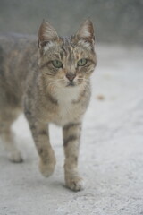 Obraz premium European cat A breed of short-haired domestic cats that was created by European breeders and cat lovers in the mid-20th century.