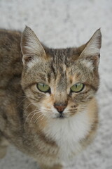 European cat
A breed of short-haired domestic cats that was created by European breeders and cat lovers in the mid-20th century.