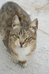 European cat
A breed of short-haired domestic cats that was created by European breeders and cat lovers in the mid-20th century.