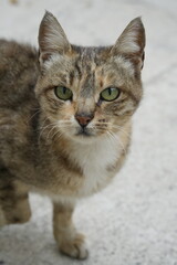 European cat
A breed of short-haired domestic cats that was created by European breeders and cat lovers in the mid-20th century.
