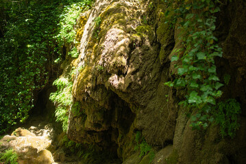 moss on tree