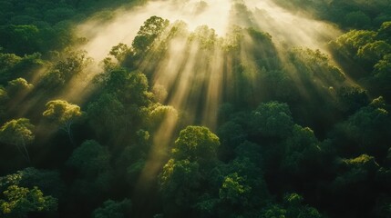 Obraz premium Sun rays breaking through misty forest canopy at dawn