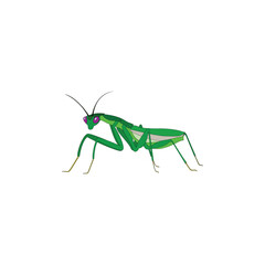 Praying mantis vector icon, for cartoon template