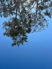 blue sky and trees