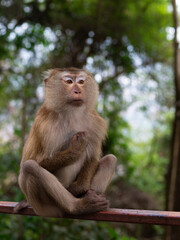Fototapeta premium Funny macaque monkey posing in the tropical forest at Monkey Hill, Thailand
