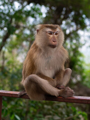 Macaque monkey sitting in a meditative pose in the jungle at Monkey Hill, Phuket, Thailand