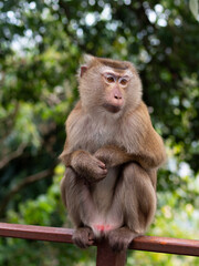 Fototapeta premium Macaque monkey relaxing in the jungle at Monkey Hill, Phuket, Thailand