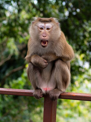 macaque, monkey, Monkey Hill, Phuket, thailand, jungle, wildlife, angry, aggressive, primate, animal, nature, tropical, forest, sitting, exotic, natural habitat, southeast asia, wild, tropical forest