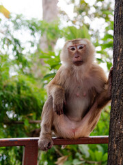 Macaque monkey relaxing on a tree in the jungle at Monkey Hill, Phuket, Thailand
