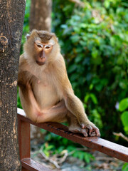 Macaque monkey relaxing on a tree in the jungle at Monkey Hill, Phuket, Thailand