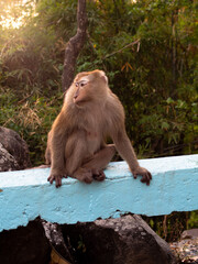 Monkey sitting at sunset at Monkey Hill, Phuket in Thailand