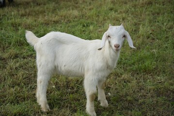 A young goat lamb stands in the meadow and looks interestedly at the viewer