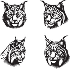Unique Lynx Head Illustrations for Educational and Wildlife Materials
