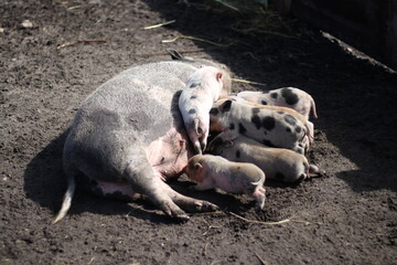 Newborn piglets suckling milk from mother pig, one piglet is on top of the other piglets, organic farm outside, natural look