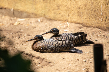 Sunbittern (Eurypyga helias), Found in Tropical Forests and Wetlands Across Central and South America