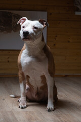 Portrait of a beautiful purebred Staffordshire Terrier in a studio in a low key.